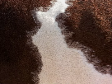 animal fur texture (ID:ffabg03555)