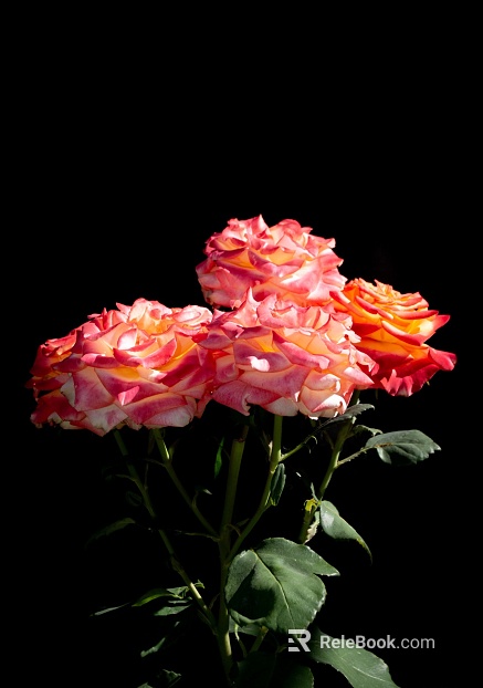 Flowers texture