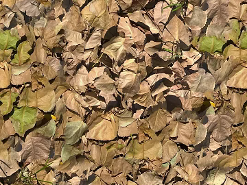 leaves texture (ID:ffacg77985)