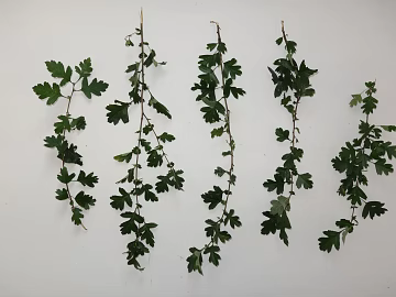 leaves texture (ID:ffaeg50293)