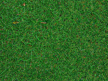Grassland texture (ID:ffaag36785)