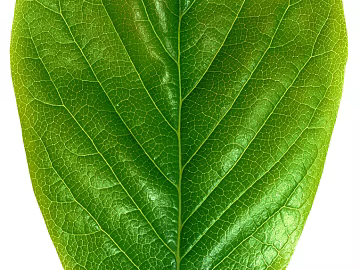 leaves texture (ID:ffaag66529)