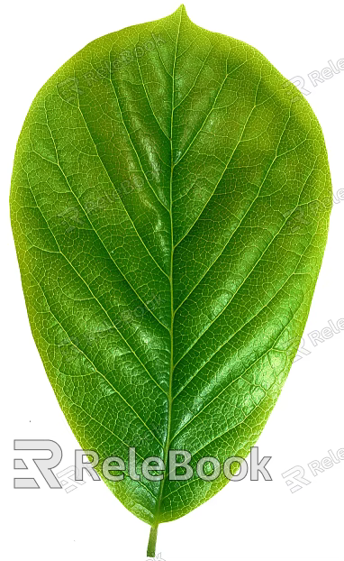 leaves texture