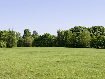 Grass background forest texture (ID:ffach059888)