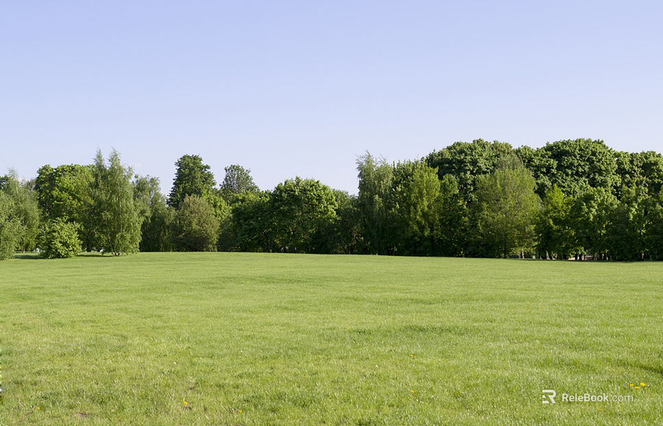 Grass background forest texture