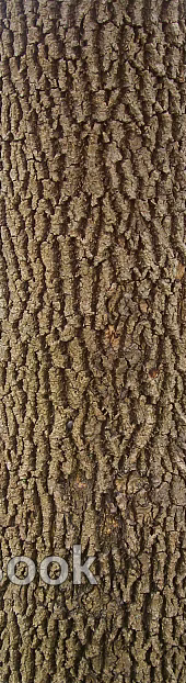 bark texture