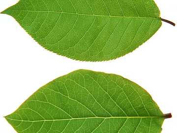 leaves texture (ID:ffagg97299)