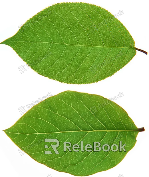 leaves texture