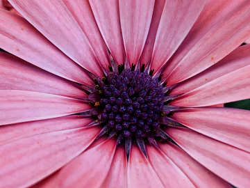 Flowers texture (ID:ffagg93648)