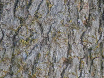 bark texture (ID:ffach932950)