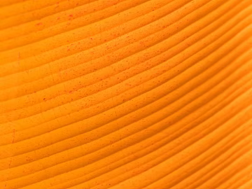 strip texture (ID:ffabg48163)