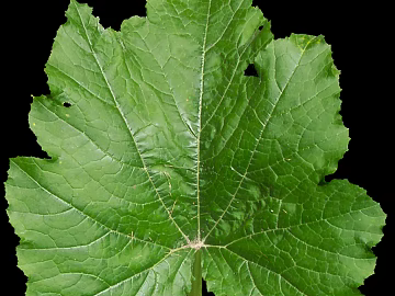 leaves texture (ID:ffajg08849)