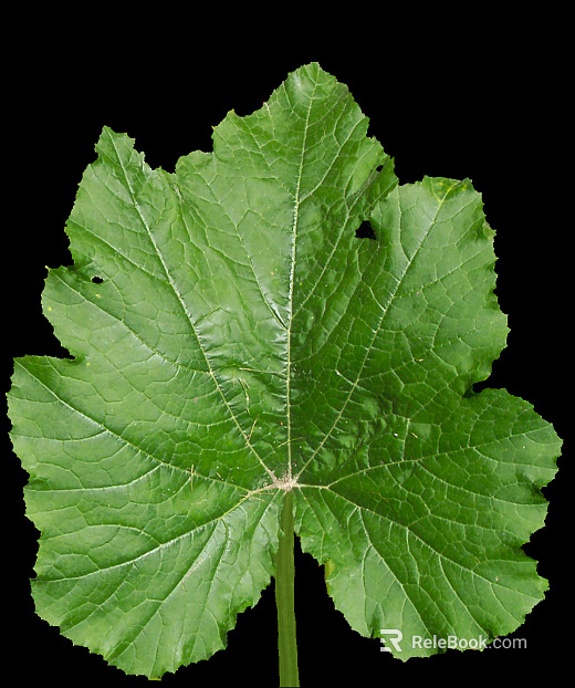 leaves texture