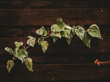 flower box plastic wood flower box texture (ID:ffagg98388)