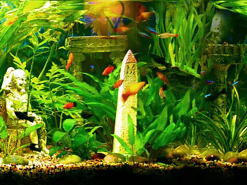 Fish Tank Map texture (ID:ffaag73804)