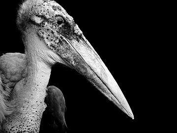 animal decorative painting texture (ID:ffabf6869)