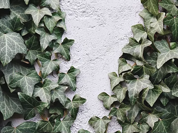 leaves texture (ID:ffagg13398)