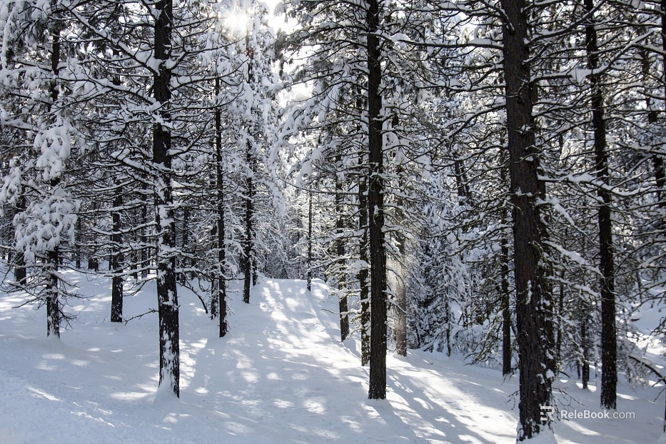 Snow texture
