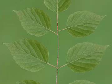 leaves texture (ID:ffaeg77169)