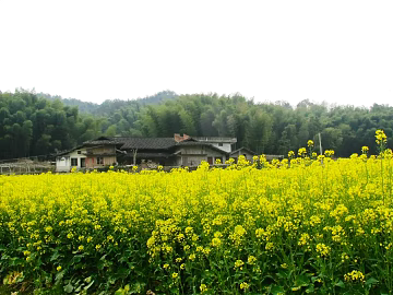 Wild Scenery texture (ID:ffagg87614)