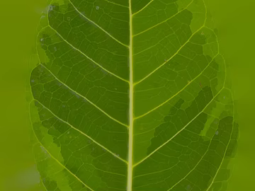 leaves texture (ID:ffacg59885)