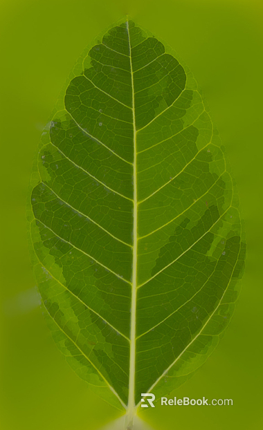 leaves texture