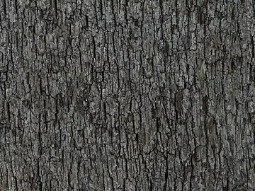 bark texture (ID:ffaag43098)