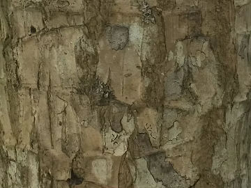 bark texture (ID:ffacg98273)