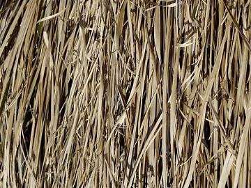 Thatch texture (ID:ffabg45080)
