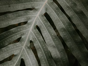 leaves texture (ID:ffagg76898)