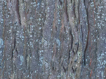 bark texture (ID:ffacg61200)
