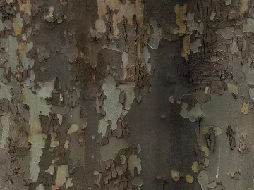 bark texture (ID:ffhfe319)