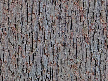 bark texture (ID:ffagg49787)