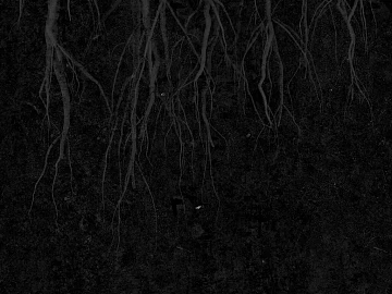 Black Root Black and White Tree Shadow Map texture (ID:ffaeh974639)