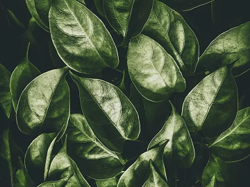 leaves texture (ID:ffabg14182)