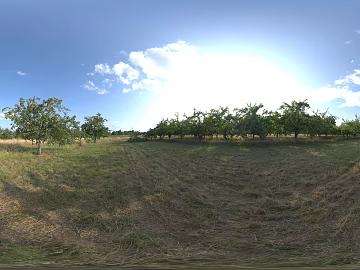 Wild Woods Meadow Daytime HDR Map texture (ID:ffach846674)