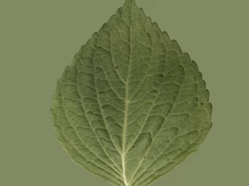 leaves texture (ID:ffajg69367)