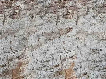 bark texture (ID:ffaff4853)