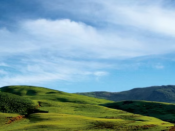 Wild Scenery texture (ID:ffaeg09980)