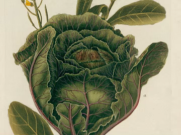 Plant painting texture (ID:ffacg40787)