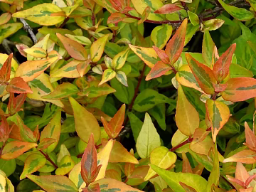 Plants texture (ID:ffabg79710)