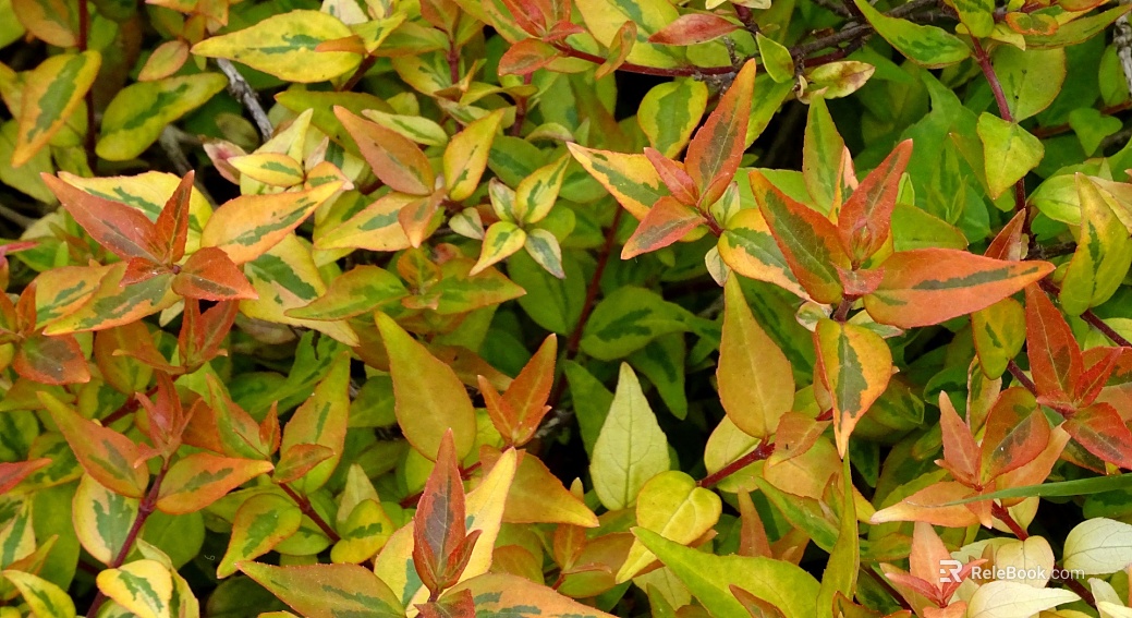 Plants texture