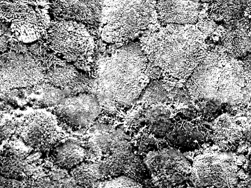 Black and White Bump texture (ID:ffacg84863)