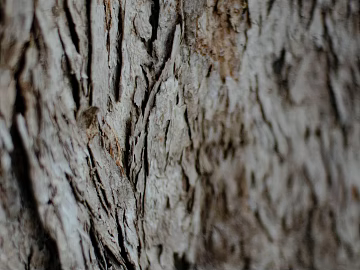 bark texture (ID:ffagg35258)