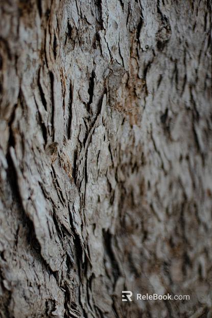 bark texture