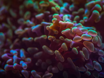 Coral texture (ID:ffagg40653)