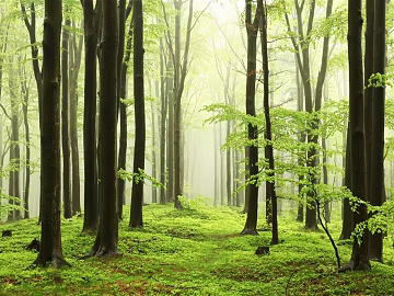 Forest texture (ID:ffaff1374)