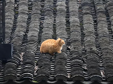 Roof texture (ID:ffagg00045)
