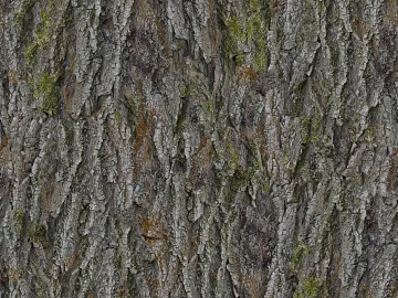 Gray brown with moss bark natural texture (ID:ffaeh731932)