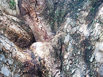 bark texture (ID:ffaag99272)